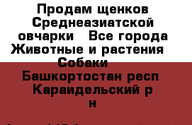 Продам щенков Среднеазиатской овчарки - Все города Животные и растения » Собаки   . Башкортостан респ.,Караидельский р-н